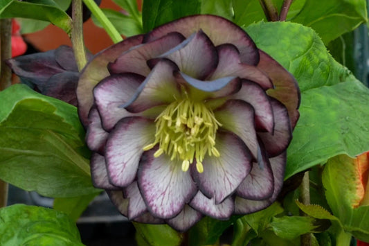 Black Tie Affair Lenten Rose Live Plant | Rare Hellebore | Evergreen Shade Perennial | Double Winter Spring Blooms | Hardy