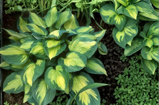 Captain Kirk Hosta Live Plant | Rare Variegated Hosta | Shade Perennial | Plantain Lily | Hardy Woodland Garden Plant