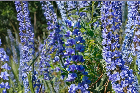 3 Mixed Blue Baptisia Live Plants | False Indigo Perennials | Pollinator Friendly | Hardy Full Sun | Starter Plants