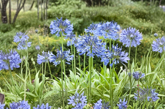 2 Blue Agapanthus Live Plants | Lily of the Nile | Hardy Perennial | Pollinator Friendly | Ready to Plant Garden Flowers