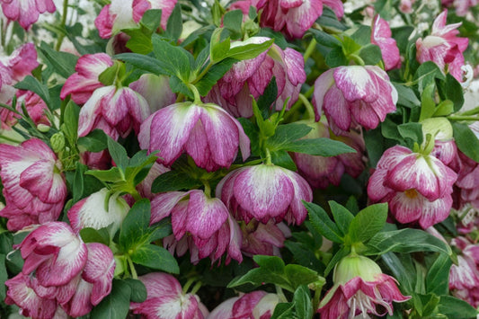 Blushing Bridesmaid Lenten Rose Live Plant | Hellebore Perennial | Evergreen Shade Plant | Fall Planting | Winter Spring Blooms