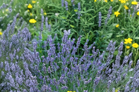 3 Grosso Lavender Live Plants | Lavandula x intermedia | Fragrant Perennial | Full Sun Hardy | Starter Lavender Plants