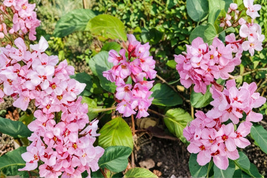 Fairytale Romance Bergenia Live Plant | Heartleaf Bergenia | Pigsqueak Perennial | Evergreen Shade Plant | Hardy Garden Flower