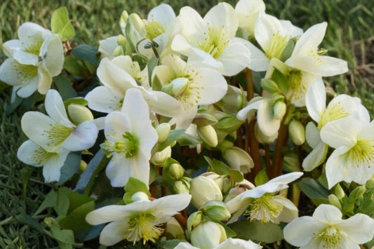 Candy Love Lenten Rose Live Plant | Hellebore Perennial | Evergreen Shade Plant | Fall Planting | Winter Spring Blooms