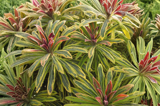 Euphorbia x martinii 'Ascot Rainbow Live Perennial Plant. Super Easy to Grow. Shipped trimmed.