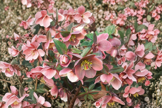 2 Lenten Rose Live Plants | Hellebore Perennials | Evergreen Shade Flowers | Fall Planting Special | Hardy Garden Plants