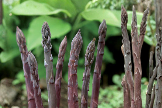 4 Purple Passion Asparagus Crowns | Live Asparagus Roots | Ready to Plant | Hardy Perennial Vegetable | Garden Starter Plants