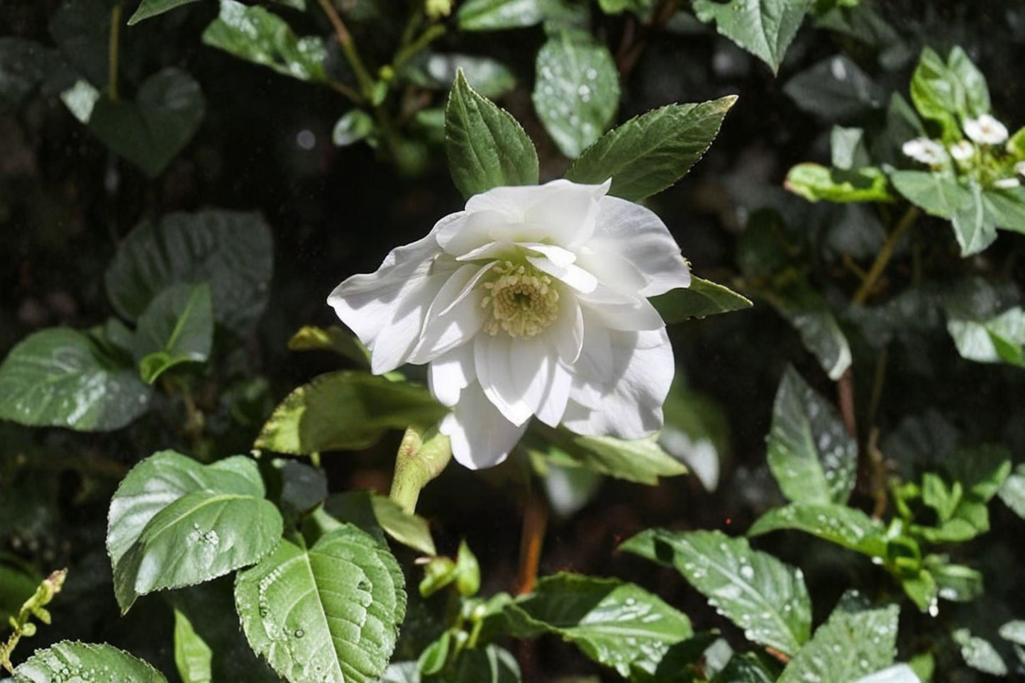 Wedding Bells Lenten Rose Live Plant | Hellebore Perennial | Evergreen Shade Plant | Winter Spring Blooms | Hardy Flower
