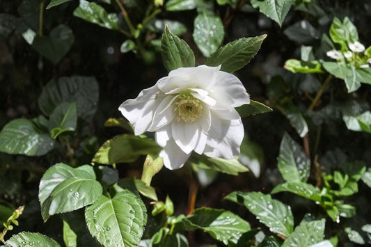 Wedding Bells Lenten Rose Live Plant | Hellebore Perennial | Evergreen Shade Plant | Winter Spring Blooms | Hardy Flower