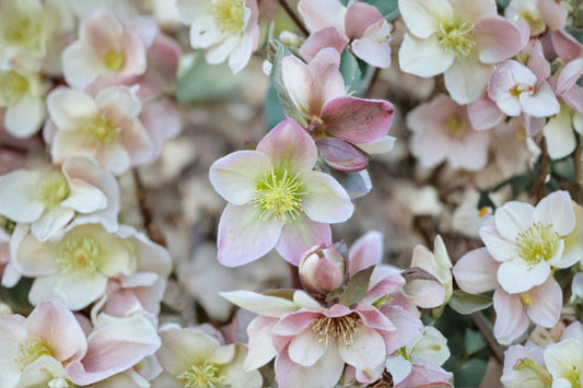 Ivory Prince Lenten Rose Live Plant | Hellebore Perennial | Evergreen Shade Plant | Fall Planting | Winter Spring Blooms