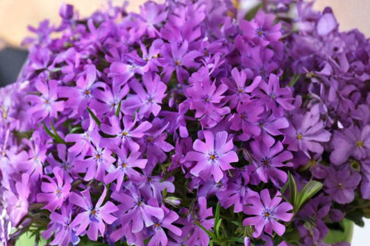 3 Bedazzled Pink Phlox Live Plants | Creeping Phlox Perennials | Pollinator Friendly | Full Sun Groundcover | Starter Plants