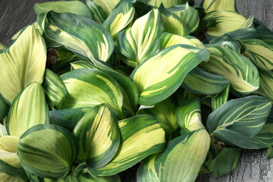 Great Expectations Hosta Live Plant | Variegated Shade Perennial | Giant Plantain Lily | Hardy Hosta | Easy to Grow