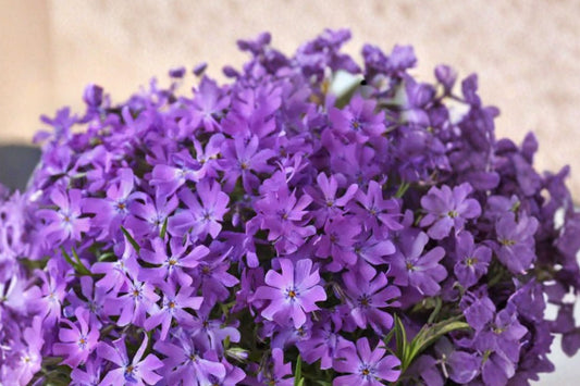 3 Bedazzled Purple Phlox Live Plants | Creeping Phlox Perennials | Pollinator Friendly | Full Sun Groundcover | Starter Plants