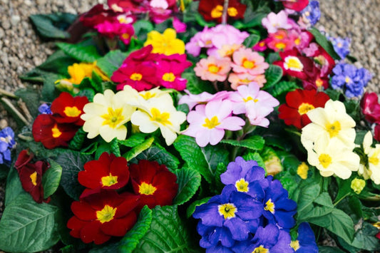 3 Mixed Primrose Live Plants | Rainbow Primula Perennials | Colorful Spring Flowers | Shade Garden | Easy to Grow Starter Plants