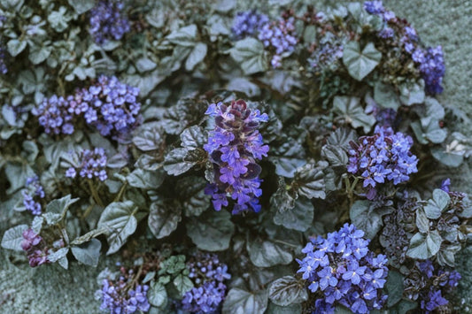 5 Ajuga Black Scallop Live Plants | Bugleweed Groundcover | Evergreen Shade Perennial | Purple Black Foliage | Easy to Grow