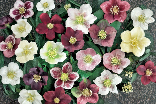 3 Mixed Lenten Rose Live Plants | Hellebore Perennial Collection | Evergreen Shade Flowers | Hardy Garden Combo | Fall Planting