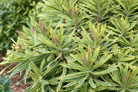 2 Ascot Rainbow Euphorbia Live Plants | Euphorbia martinii | Evergreen Perennials | Variegated Foliage | Easy to Grow