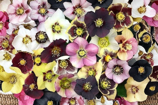 4 Mixed Lenten Rose Live Plants | Hellebore Perennial Collection | Evergreen Shade Flowers | Spring Blooms | Hardy Garden Plants