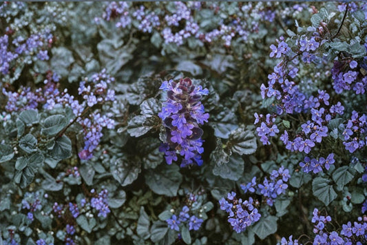 2 Ajuga Black Scallop Live Plants | Bugleweed Groundcover | Evergreen Shade Perennial | Purple Black Foliage | Easy to Grow