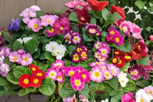 3 Rainbow Mixed Primrose Live Plants | Primula Perennials | Colorful Spring Flowers | Shade Garden | Easy to Grow Starters