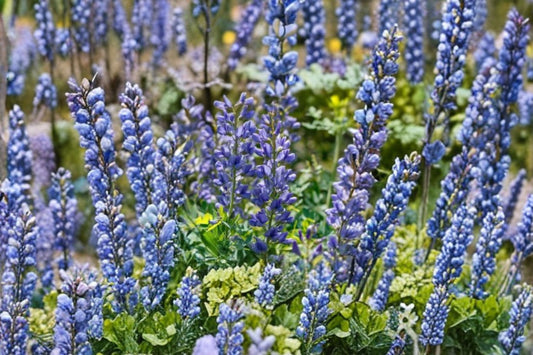 3 Two-Tone Baptisia Live Plants | False Indigo Perennials | Pollinator Friendly | Hardy Full Sun | Starter Plants