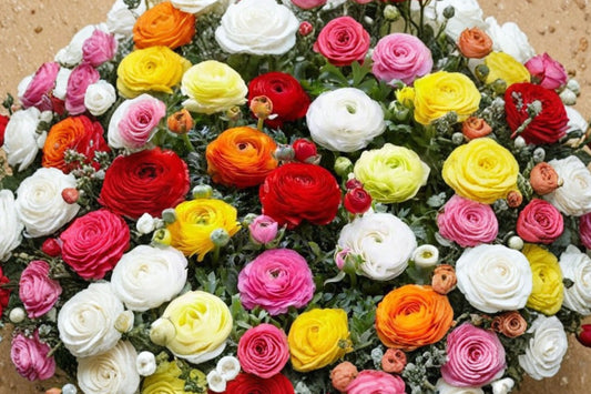 7 Jumbo Aviv Mixed Ranunculus Corms | Persian Buttercup Bulbs | Mixed Spring Flowers | Cut Flower Garden | Ready to PlantC