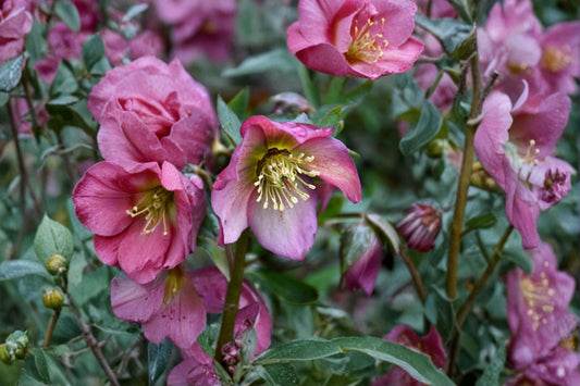 2 Paris in Pink Lenten Rose Live Plants | Hellebore Perennials | Evergreen Shade Flowers | Winter Spring Blooms | Hardy