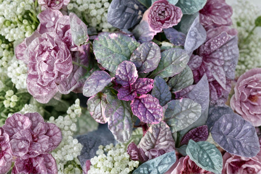 2 Ajuga 'Burgundy Glow Live Perennial Plants Grows Shade Cool Black Pink and Purple colors Easy to Grow. Great Groundcover