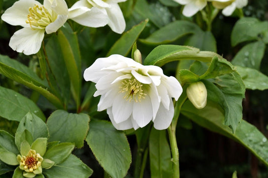 Wedding Bells Lenten Rose Live Plant | Hellebore Perennial | Evergreen Shade Flower | Winter Spring Blooms | Hardy Plant