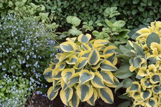 Autumn Frost Hosta Live Plant | Variegated Shade Perennial | Plantain Lily | Hardy Hosta | Easy to Grow Woodland Garden