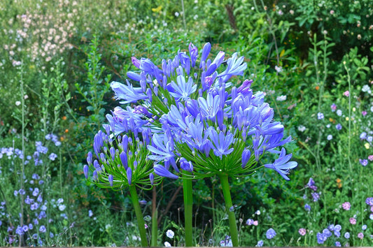 2 Blue Agapanthus Live Plants | Lily of the Nile | African Lily Perennial | Hardy Garden Flowers | Ready to Plant
