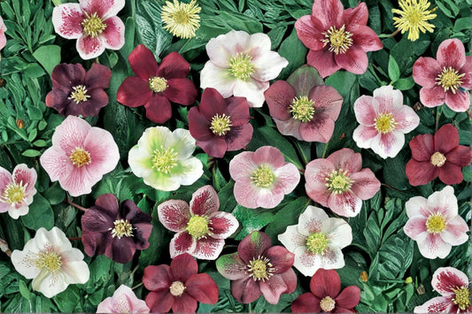 3 Mixed Lenten Rose Live Plants | Mixed Hellebore Perennials | Evergreen Shade Flowers | Winter Spring Blooms | Hardy Plants