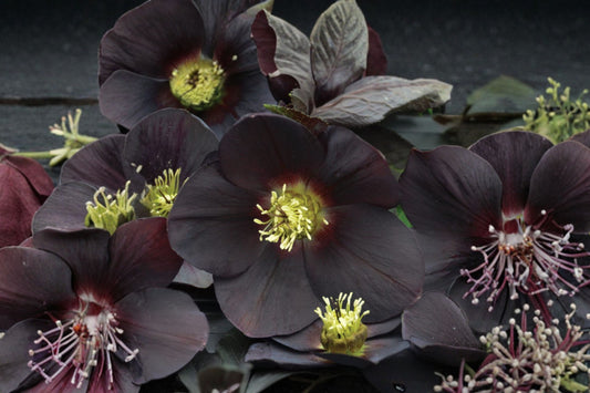 2 New York Night Lenten Rose Live Plants | Rare Black Hellebore Perennials | Evergreen Shade Flowers | Winter Spring Blooms