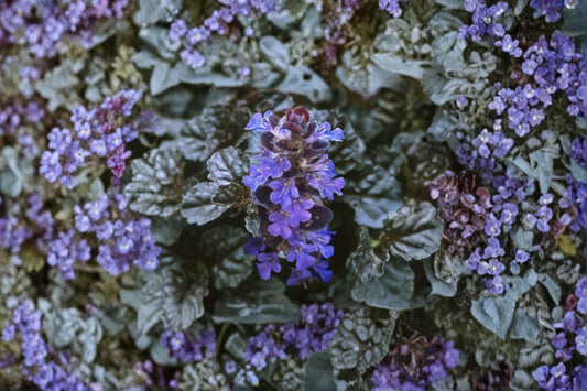 3 Ajuga reptans 'Black Scallop Live Perennial Plants Grows Shade Cool Black and Purple color Easy to Grow. Great Groundcover