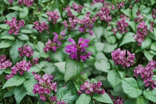 3 Lamium Dead Nettle Live Plants | Variegated Ground Cover Perennial | Sun or Shade | Hummingbird Friendly | Easy to Grow