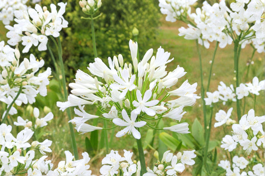 2 White Agapanthus Perennial Flowers. Super Healthy. Ready to Plant. Stunning live perennial plant. Shipped Bareroot.