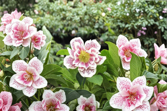 Confetti Cake Lenten Rose Perennial. Stunning Blooms. Easy to Grow. Spring Blooming. Fast Shipping.