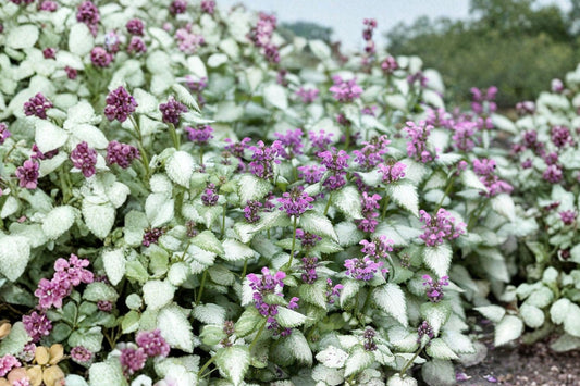 5 Lamium Dead Nettle Starter Ground Cover Live Perennial Plants. Grows great in Sun or Shade. Super Easy to Grow. Attracts Hummingbirds