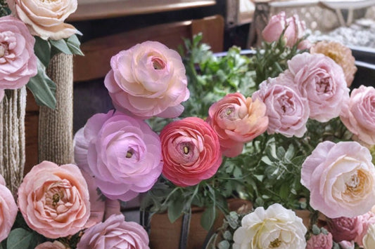 6 Jumbo Ranunculus mixed color Healthy Corms -Vibrant Blooms Add Beauty to Your Garden - Loves Butterflies and Resists Critters
