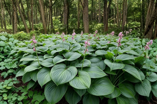 Rare Empress Wu Hosta. Super Healthy. Ready to Plant. Easy to Grow. Loves Shade. Largest known Hosta Available for Sale. shipped trimmed
