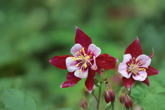 5 Origami Red & White Columbine Live Plugs | Aquilegia caerulea | Starter Perennial Plants | Hummingbird Friendly | Shade Sun