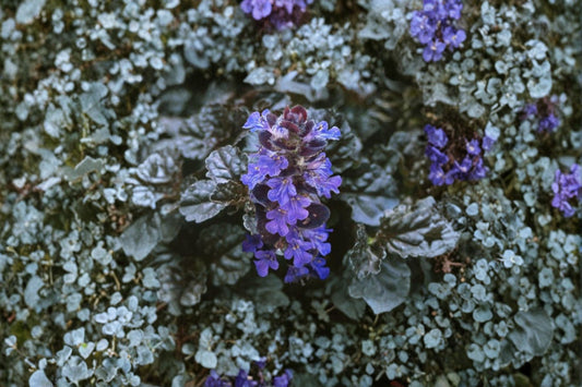 3 Black Scallop Ajuga Live Plants | Ajuga reptans Ground Cover | Purple Black Foliage | Shade Perennial | Easy to Grow