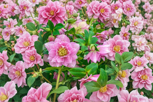 Wedding Crasher Lenten Rose Live Plant | Hellebore Perennial | Double Purple Blooms | Evergreen Shade Flower | Hardy Plant