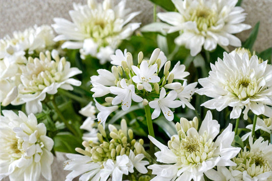 White Agapanthus Bare Root Plant | White Lily of the Nile | Live Perennial Flower | Ready to Plant | Hardy Garden Plant