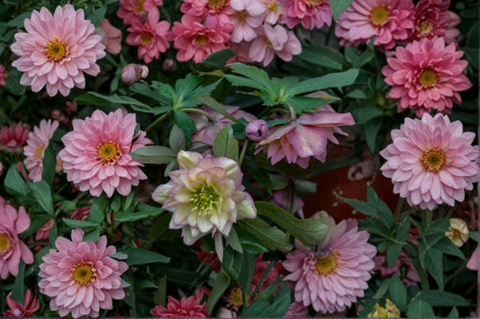 Mother of the Bride Lenten Rose Live Plant | Hellebore Perennial | Double Pink Blooms | Evergreen Shade Flower | Hardy Plant