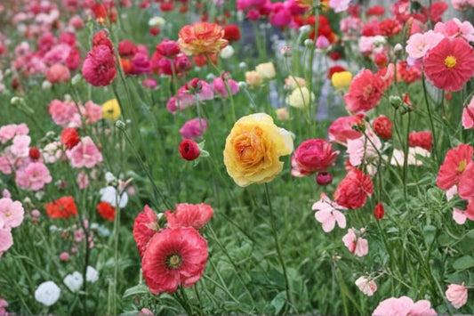 7 Ranunculus Jumbo Aviv Mixed Healthy Corms -Vibrant Mixed Blooms Add Beauty to Your Garden - Loves Butterflies and Resists Critters