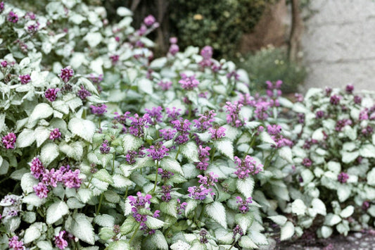 5 Lamium Dead Nettle Starter Ground Cover Live Perennial Plants. Grows great in Sun or Shade. Super Easy to Grow. Attracts Hummingbirds