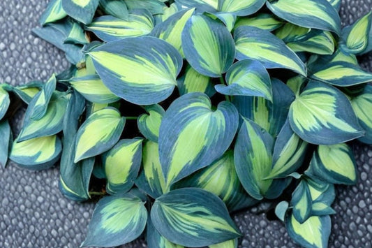Touch of Class Hosta Live Plant | Blue Variegated Shade Perennial | Plantain Lily | Hardy Hosta | Easy to Grow | Shipped Trimmed