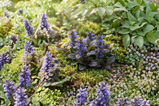 3 Chocolate Chip Ajuga Live Plants | Ajuga reptans Ground Cover | Purple Black Foliage | Shade Perennial | Easy to Grow