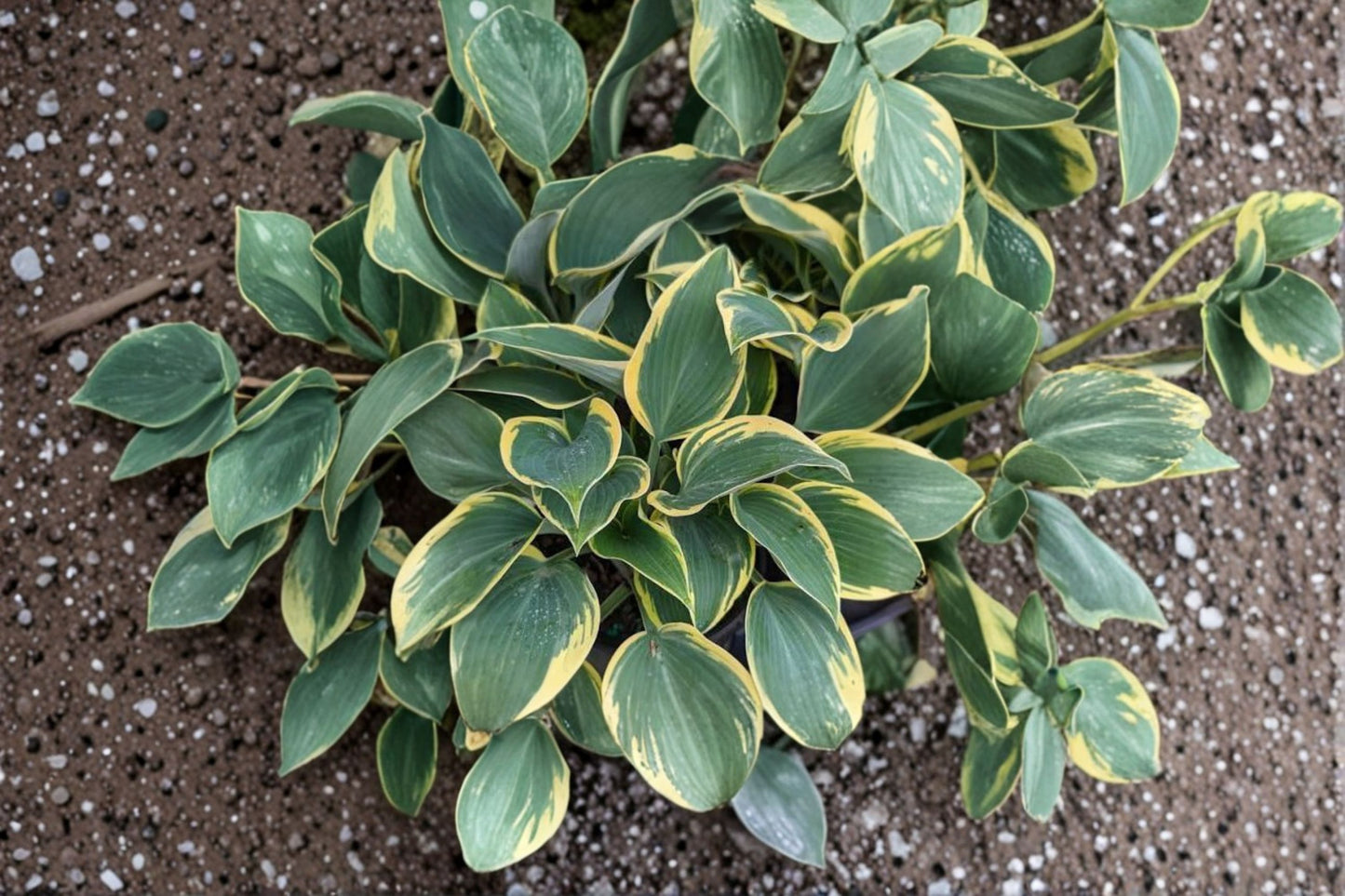 First Frost Starter Hosta Live Plant | Variegated Shade Perennial | Plantain Lily | Hardy Hosta | Easy to Grow | Shipped Trimmed